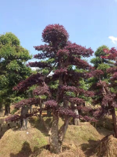 造型紅繼木