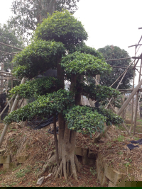 瀏陽(yáng)造型花木有限公司,瀏陽(yáng)紅花繼木和羅漢松,瀏陽(yáng)小葉女貞和榆樹,欏木石楠和桂花哪里的好