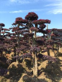 瀏陽(yáng)造型花木有限公司,瀏陽(yáng)紅花繼木和羅漢松,瀏陽(yáng)小葉女貞和榆樹(shù),欏木石楠和桂花哪里的好
